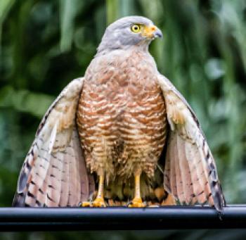 Roadside hawk alongside a road in Costa Rica. Photo by Christine Beebe