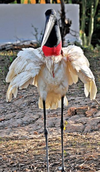 A jabiru in Brazil’s Pantanal. Photo by Diane Bell