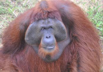 Montana, a fully grown male with the characteristic cheek pads.