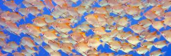 A school of fish in Marovo Lagoon, Solomon Islands. Photo by Ann Cabot