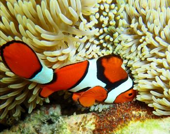 An adult anemonefish, or clownfish, guarding her eggs in Marovo Lagoon, Solomon Islands. Photo by Ann Cabot