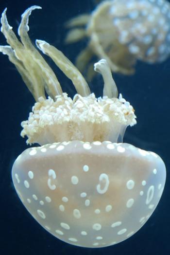  A jelly in Marovo Lagoon, Solomon Islands. Photo by Ann Cabot