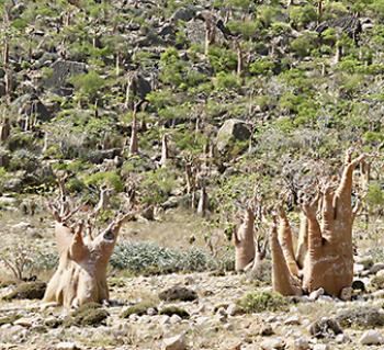 Bottle trees, or desert rose — Socotra. Photo by Alla Campbell