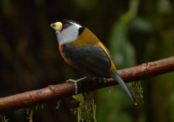 A toucan barbet eating fruit in the Bellavista Cloud Forest Reserve, Ecuador. Photo by Carol Crabill