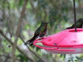 A buff-tailed coronet hummingbird — Bellavista Cloud Forest Reserve, Ecuador. Photo by Andy Cubbon