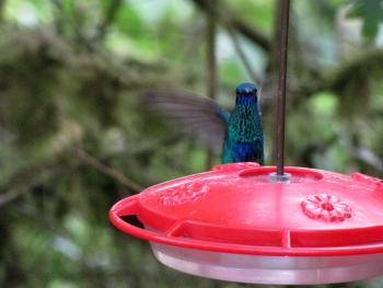 A sparkling violetear hummingbird in the Bellavista Cloud Forest Reserve, Ecuador. Photo by Andy Cubbon