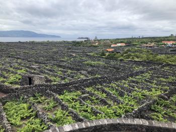 A vineyard in the Azores. Note that the vines are being grown close to the ground and are in small areas fenced with lava stones. The fences help protect the vines from wind and the salt air. Photo by Norman Dailey