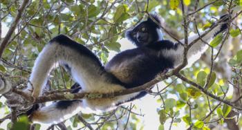 An Indri lemur in Andasibe-Mantadia National Park.