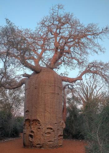 Giant baobab in Reniala Nature Reserve — Madagascar.