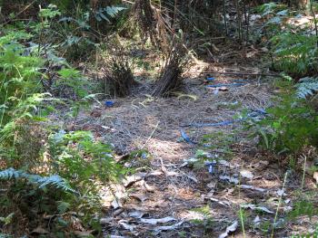 The male satin bowerbird surrounds its bower with blue objects in order to attract a mate — Royal National Park, Australia. Photo by Andy Cubbon