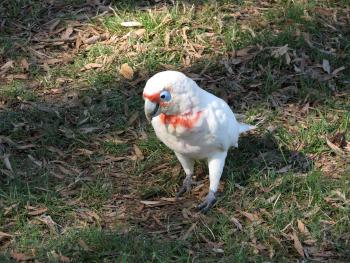 A long-billed corella in Centennial Park, near Sydney, Australia. Photo by Andy Cubbon