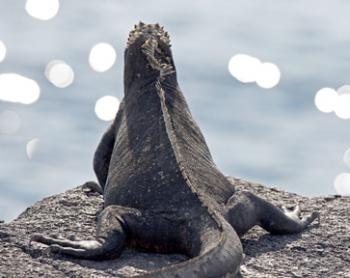 Marine iguana in the Galápagos Islands. Photo by Larry Flinner