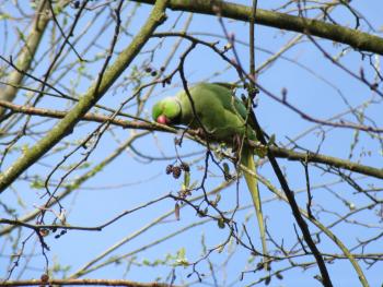 A rose-ringed parakeet in Vondelpark, Amsterdam, Netherlands. Photo by Calvin Harfst