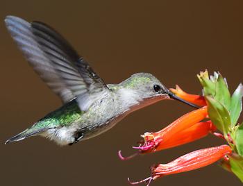 Vervain hummingbird in the Dominican Republic.