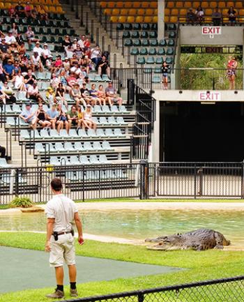 The crocodile show at the Crocoseum, Australia Zoo, Brisbane. Photo by Roger Hinkle