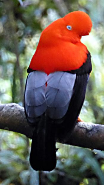 Andean cock-of-the-rock (red hood, blue back) seen near Manú National Park in Peru. Photo by Pauline Ho