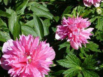 Peonies in full bloom — Dunbar’s Close Garden, Edinburgh, Scotland.