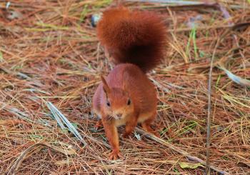 A red squirrel. The species was introduced to the garden at the suggestion of Prince Charles. Photo courtesy of Tresco Abbey Garden