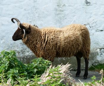 Loaghtan sheep can be seen up close in Cregneash Village.