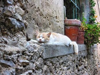 Both semi-wild and household cats call Isola Bella home.