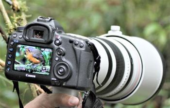 A slate-crowned antpitta in the Rio Blanco Nature Reserve, Colombia, seen at 10 a.m. on Dec. 9, 2014, captured on a Canon EOS 7D (1/125 sec., f/4.5, 100mm, ISO 1600). Photo by Fred Koehler