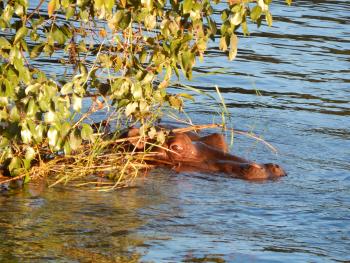 These Kruger Park rangers guided our morning walk in the park.A hippo encountered along the Zambezi River cruise in Zimbabwe.