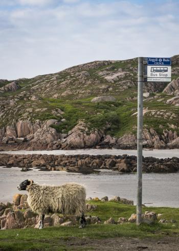 It seems this sheep is waiting for the next bus!