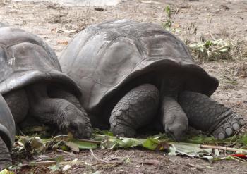 Aldabra giant tortoises looking for an apple core or two.