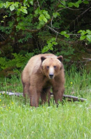 On kayaks, we got within 75 feet of this (perhaps) 3-year-old grizzly, who seemed completely at peace with us. Photo by Steven Sugar