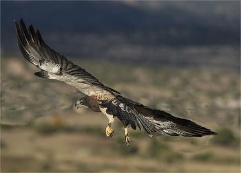 A Swainson’s hawk. Photo by R.C.