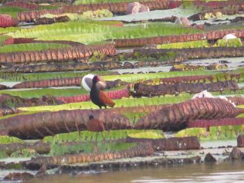 Jacanas spend most of their lives on <i>Victoria amazonica</i>, the world's largest water lily. Photo by Denzil Verardo