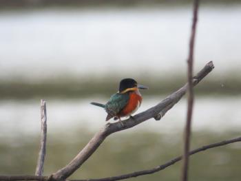 The rarely seen green-and-rufous kingfisher was a treat even for the Karanambu Lodge naturalists. Photo by Denzil Verardo