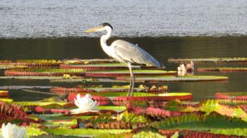 The cocoi heron is quite regal on lilies, Guyana’s national flower. Photo by Denzil Verardo