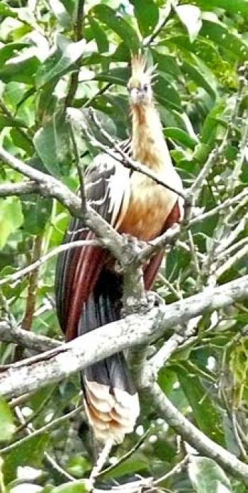 A hoatzin in a tree in Peru’s Pacaya-Samiria National Reserve. Photo by Anne Warburton