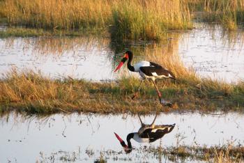 Saddle-billed stork (white and black, with black-and-bright-red bill plus a small yellow plate in front of the eyes) — Okavango Delta, Botswana. Photo by Janet Weigel