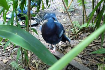 Victoria crowned pigeon — Papua New Guinea. Photo by Janet Weigel