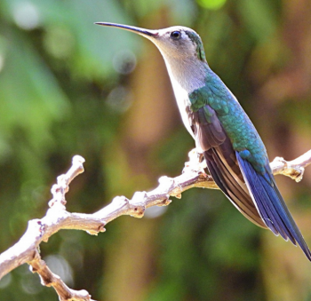 A wedge-tailed sabrewing, a species of hummingbird.