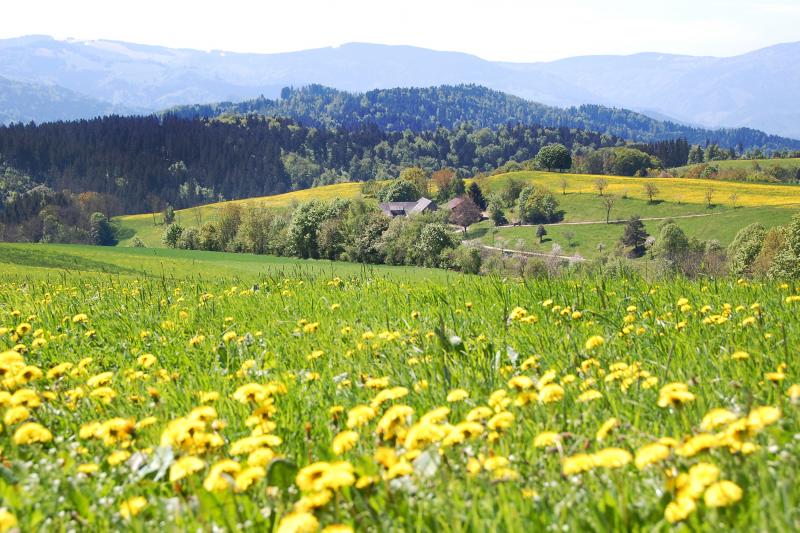 The bucolic landscape of Germany’s Black Forest is punctuated by scenic towns and memorable hiking trails.