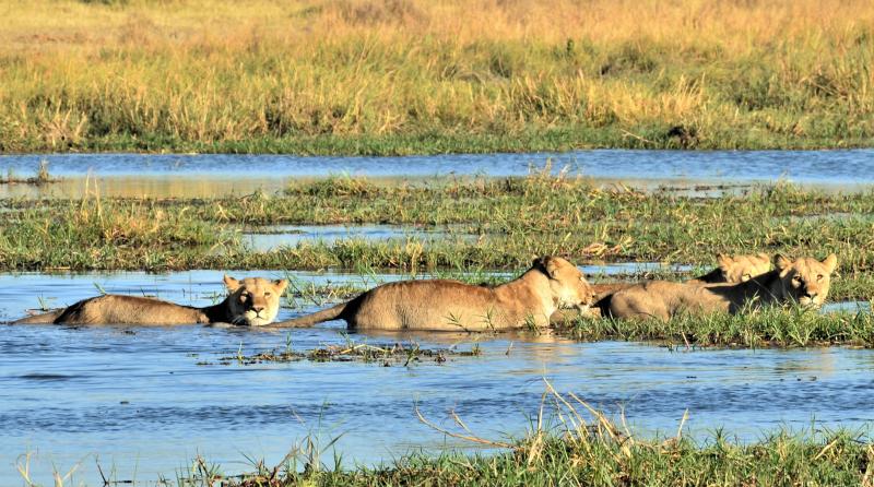 Lions crossing the river from Moremi to Khwai.