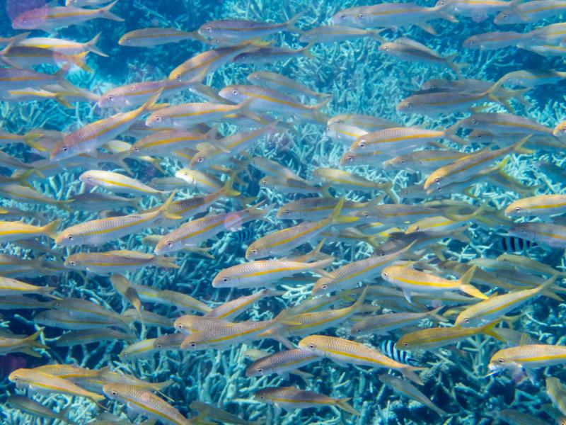 Some of the sealife seen while snorkeling in the Great Barrier Reef.