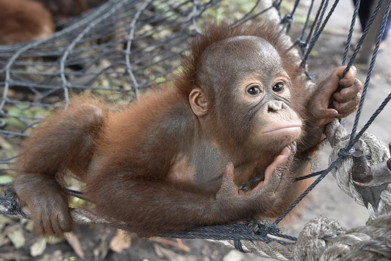 A special opportunity to visit the orangutans of Borneo with the woman who knows them best