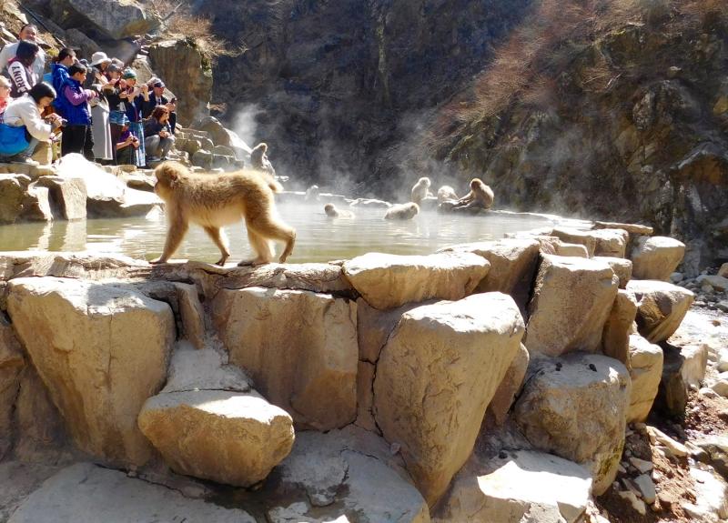 Japanese macaques enjoying the hot springs, while visitors look on.