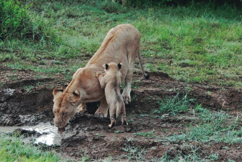 A mother lion and one of her three 8-week-old cubs.