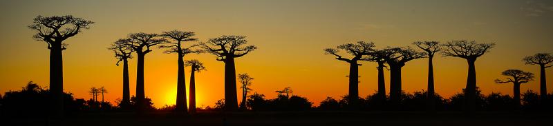 At sunset, the majestic trees along Baobab Alley in Madagascar create amazing silhouettes. (This panorama was stitched together from six photos.) Photo by Nick Stooke